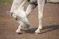 Beautiful gray horse bowing down in summer Royalty Free Stock Photo