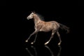A beautiful gray horse galloping isolatet on black bsckground