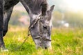 Beautiful gray horse grazing in green grassland summer field