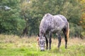 Beautiful gray horse grazing in green grassland summer field