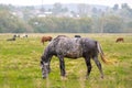 Beautiful gray horse grazing in green grassland summer field