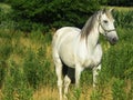 Beautiful Gray Horse, horizontal close crop