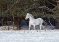 The beautiful gray horse trots on snow