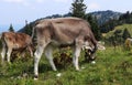 Beautiful gray individual with a white line on his back grazes in the western Austrian Alps near Salzburg. It is fed the most