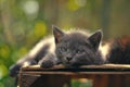 Beautiful gray kitten sleeping