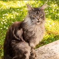 beautiful gray Maine Coon cat