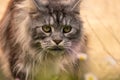 beautiful gray Maine Coon cat