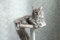 Beautiful gray Maine Coon cat lying on a stand.