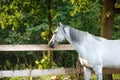 Beautiful gray mare horse near fence on forest background in evening sunlight