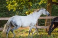 Beautiful gray mare horse running alongside fence on forest background in evening sunlight in summer Royalty Free Stock Photo