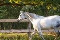 Beautiful gray mare horse running alongside fence on forest background in evening sunlight in summer Royalty Free Stock Photo