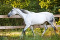 Beautiful gray mare horse running alongside fence on forest background in evening sunlight in summer Royalty Free Stock Photo