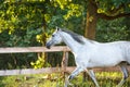 Beautiful gray mare horse running alongside fence on forest background in evening sunlight in summer