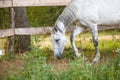 Beautiful gray mare horse sniffing ground in paddock