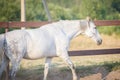 Beautiful gray mare horse walking in paddock in evening sunlight Royalty Free Stock Photo