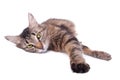 Beautiful gray mixed-breed cat relaxing Royalty Free Stock Photo