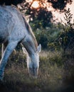 Beautiful gray mustang horse grazing during sunset. Royalty Free Stock Photo