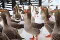 Beautiful gray pedigreed, fat geese walk on the farm in winter. Goose farm, fattened geese,waterfowl birds , poultry