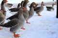 Beautiful gray pedigreed fat geese walk in winter. Goose farm, fattened duck, waterfowl birds, poultry. Animals for gourmet foie