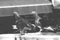 Gray pigeons bathing in the fountain on a warm summer day in the Turkish city of Kusadasi Royalty Free Stock Photo