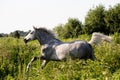 Beautiful gray pony running at the pasture