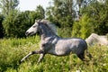 Beautiful gray pony running at the pasture