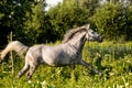 Beautiful gray pony running at the pasture