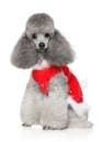 Beautiful, gray poodle in a red scarf on a white background Royalty Free Stock Photo