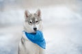 Little puppy dog breed Siberian husky sits blue handkerchief in teeth Royalty Free Stock Photo