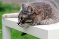 Beautiful gray relaxing elegant cat.