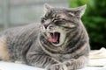 Beautiful gray relaxing elegant cat yawning