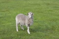 A beautiful gray sheep walks on the fresh green grass in the village