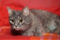 Gray sleek cat on a bright background Royalty Free Stock Photo