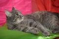 Gray sleek cat on a bright background Royalty Free Stock Photo