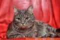 Gray sleek cat on a bright background Royalty Free Stock Photo