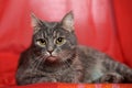 Gray sleek cat on a bright background Royalty Free Stock Photo