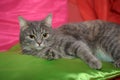 Gray sleek cat on a bright background Royalty Free Stock Photo