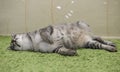 Beautiful gray sleeping cat in blurry green background
