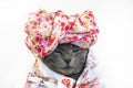 beautiful gray sleeping cat in a flower turban and jacket