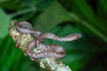 Beautiful gray snake stripes coiling resting wrap on tree branch.