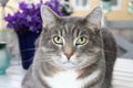 Beautiful gray speckled cat with green eyes