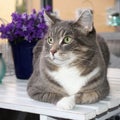 Beautiful gray speckled cat with green eyes