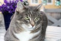 Beautiful gray speckled cat with green eyes