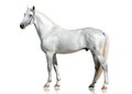 The beautiful gray stallion Orlov trotter breed stand isolated on white background