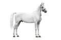 The beautiful gray stallion Orlov trotter breed in traditional russian harness stand isolated on white background Royalty Free Stock Photo