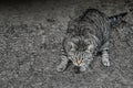 A beautiful gray street cat prepares to jump. Hunting animals