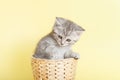 Beautiful striped fluffy kitten sitting in wicker basket on yell