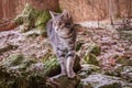 Beautiful gray tabby cat in forest with sunshine