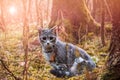 Beautiful gray tabby cat in forest with sunshine