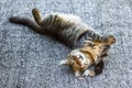 Beautiful Gray Tabby Cat with green eyes playing with mouse on the farm. Royalty Free Stock Photo